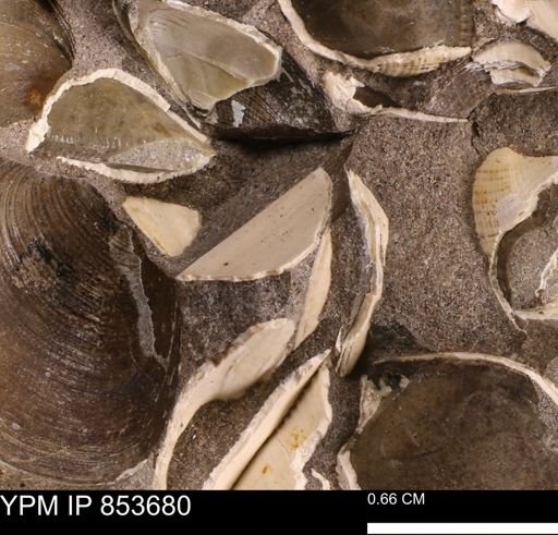 Limopsis striatopunctatus