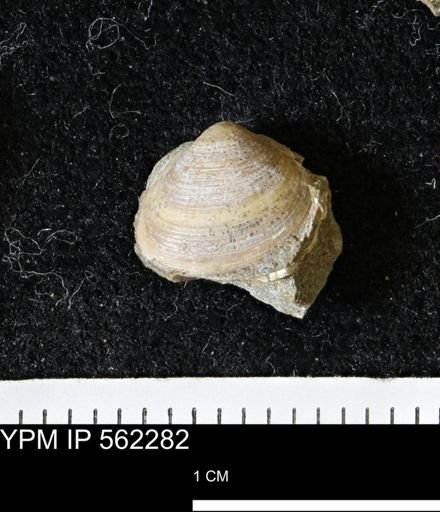 Limopsis striatopunctatus