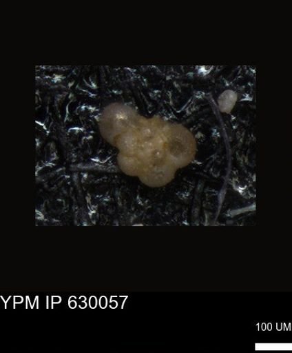 undet. Foraminiferida