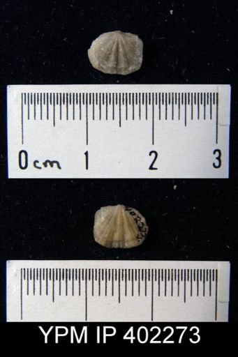 Apheoorthis sp.