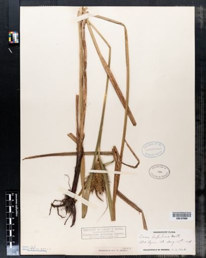 Carex lupulina