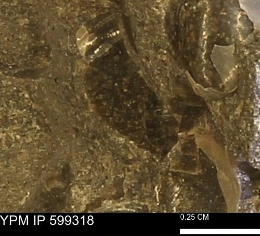 Protocardia subquadrata