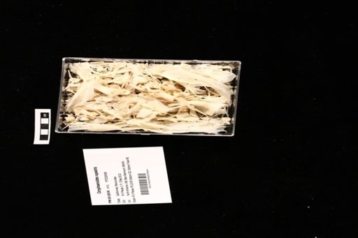 Coryphaenoides rupestris