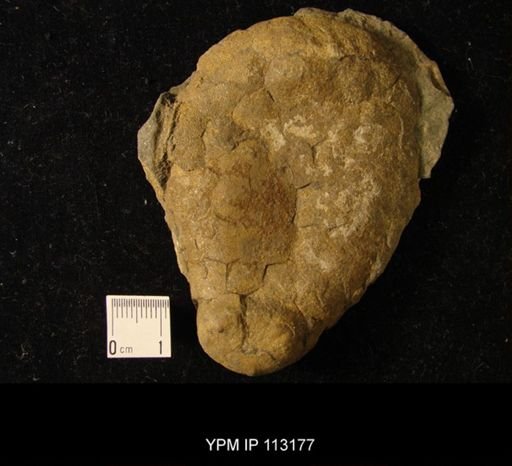 Aristocystites bohemicus