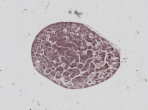 Monocystis agilis