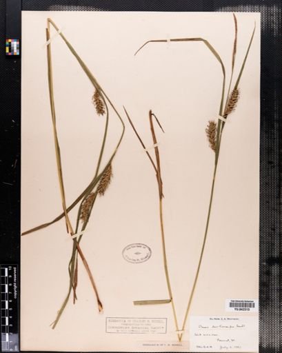 Carex trichocarpa