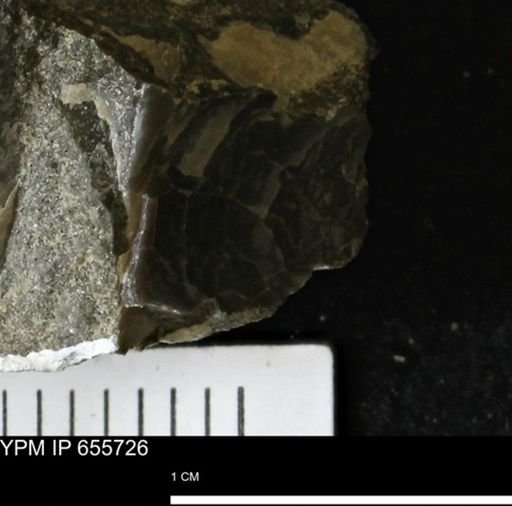 undet. Mollusca
