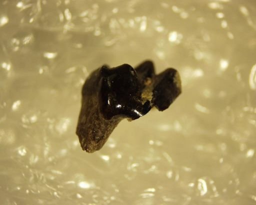 Pelycodus sp.