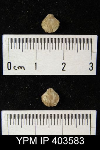 Rhynchospira formosa