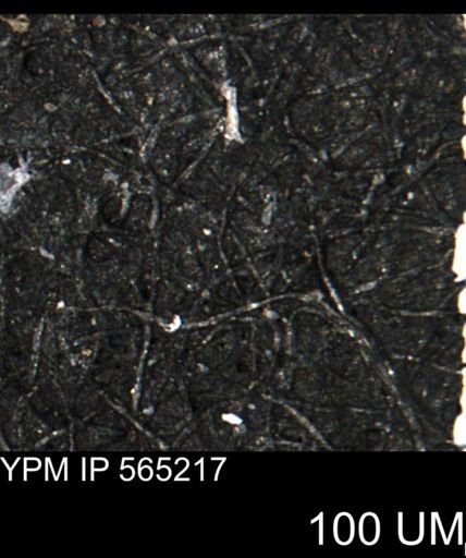 undet. Porifera