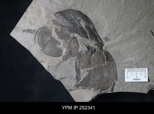 Eurypterus lacustris