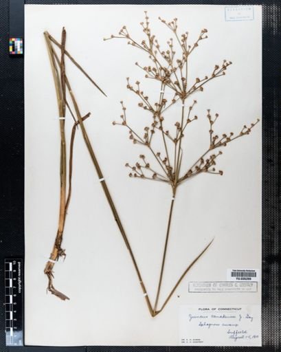 Juncus canadensis