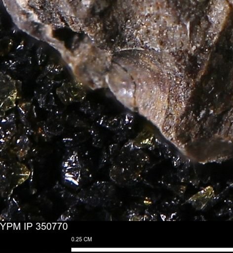 undet. Mollusca