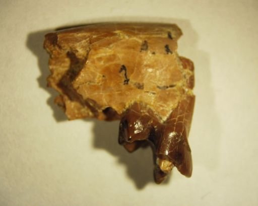 Bryanictis microlestes