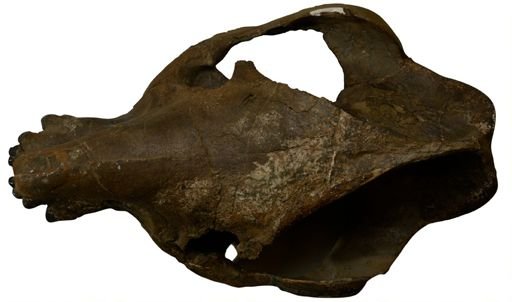 Palaeosyops robustus