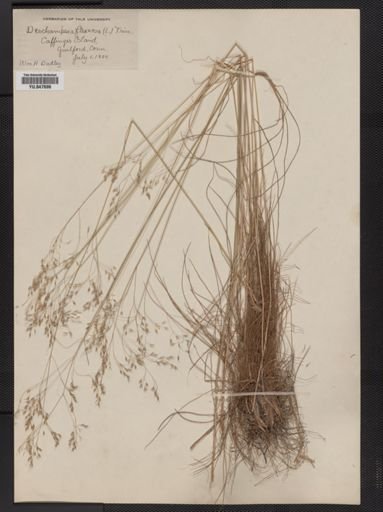 Deschampsia flexuosa