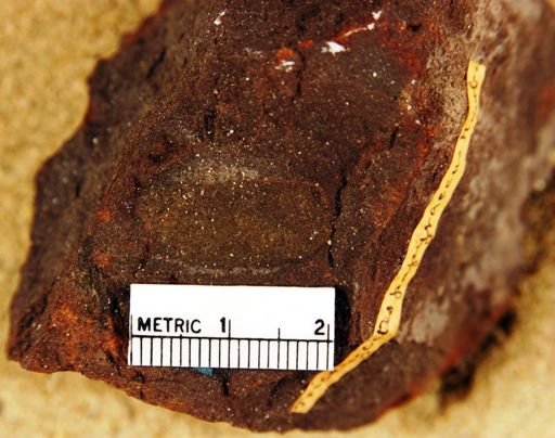 Tricalycites payraceus