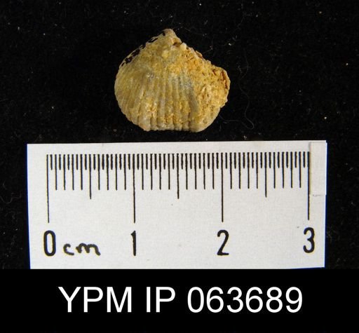 Wilsonella saffordi