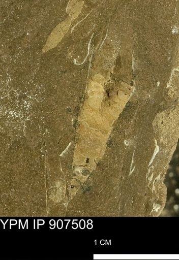 Sphenodiscus sp.