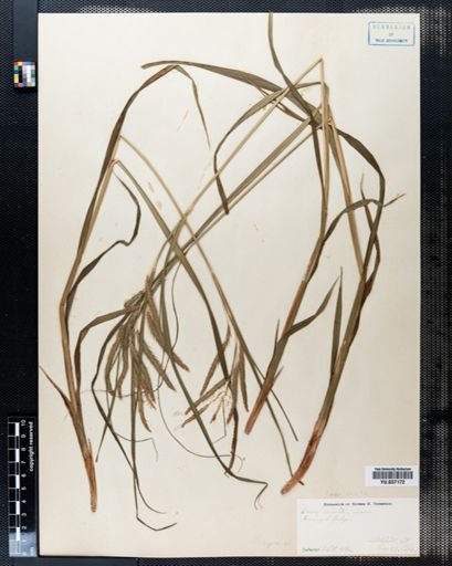Carex crinita