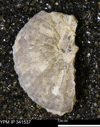 Scaphites sp.