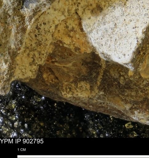 Baculites sp.