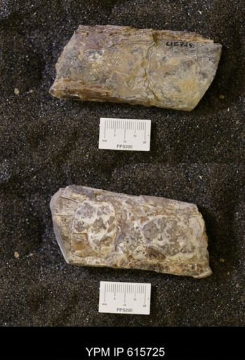 Baculites sp.