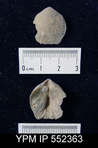 undet. Brachiopoda