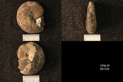 Hoploscaphites nicolletii