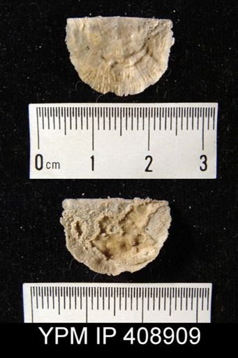 Geniculina?