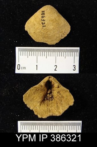 undet. Athyridida