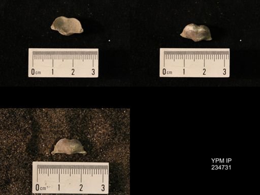 Marginifera splendens