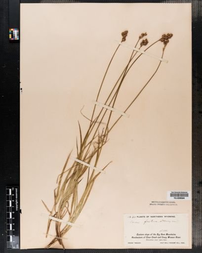 Carex