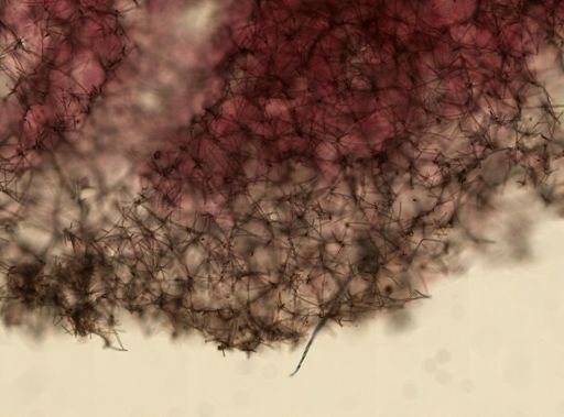 Petrosia?
