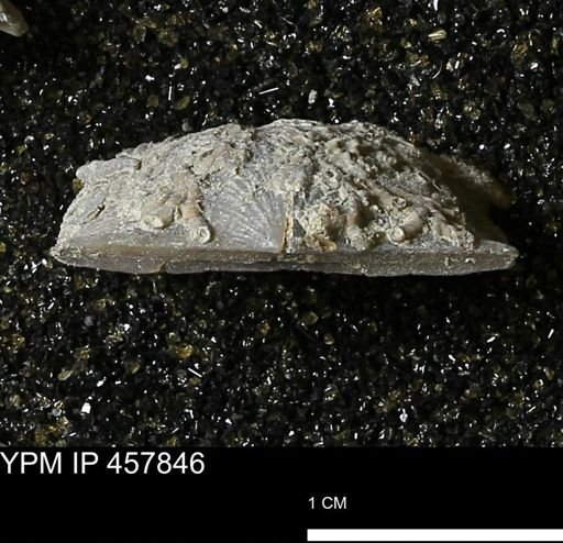 Strophodonta sp.