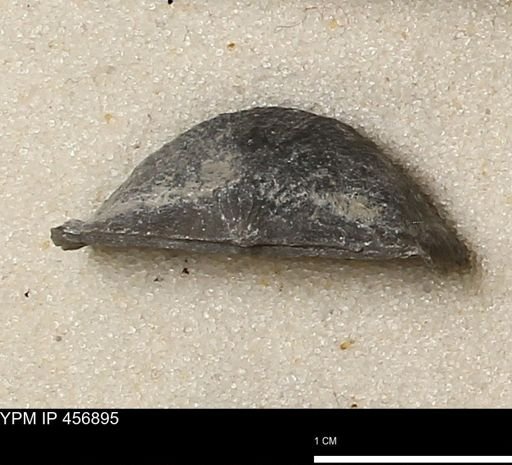 Stropheodonta sp.