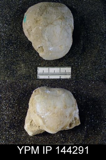Linoproductus lineatus