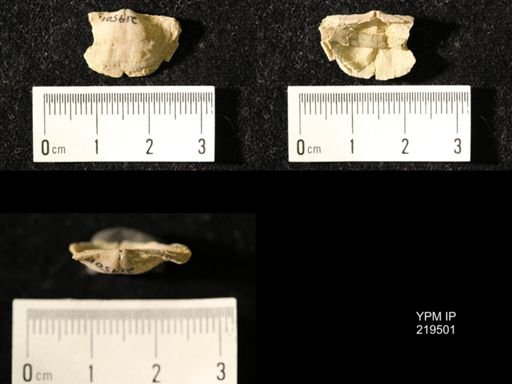 Chonetes granulifer