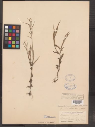 Brassica kaber var. pinnatifida