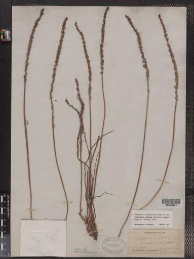 Triglochin maritima