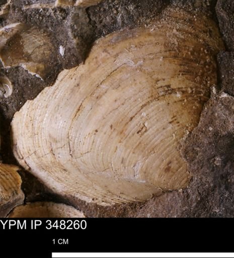Limopsis striatopunctatus