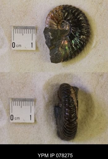 Hoploscaphites nicolletii
