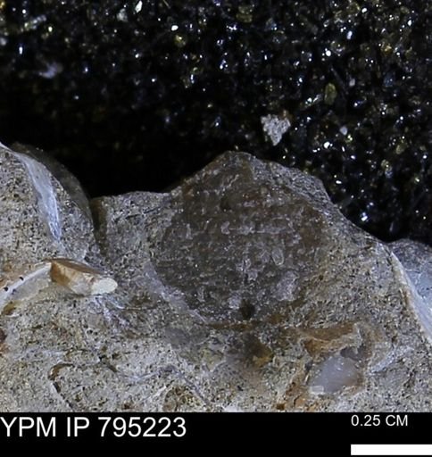 undet. Bivalvia
