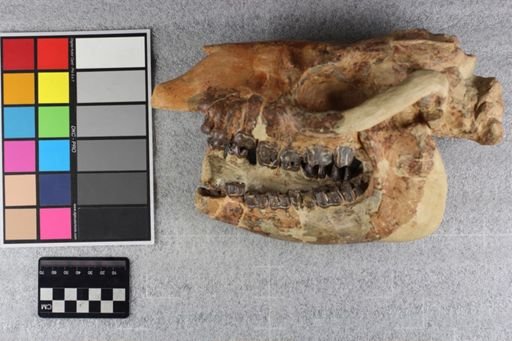 Hyracodon nebrascensis