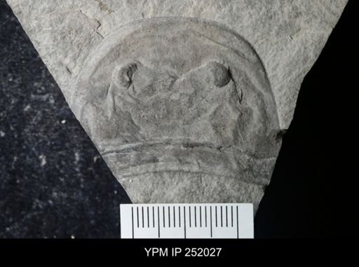 Eurypterus sp.