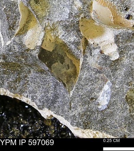 undet. Bivalvia