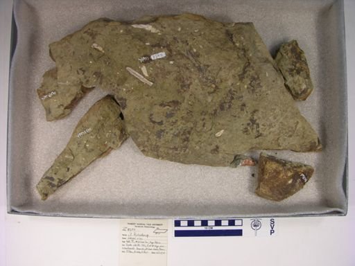 cf. Rutiodon