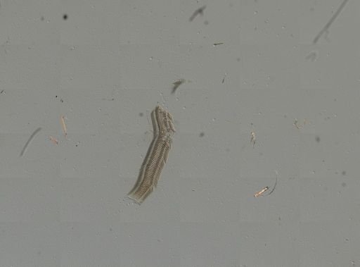 Somatogyrus currierianus