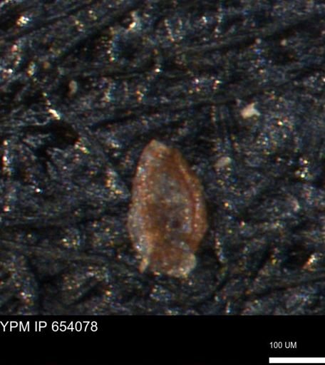 Spirolocammina planula