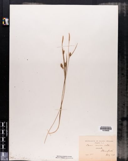 Carex conoidea